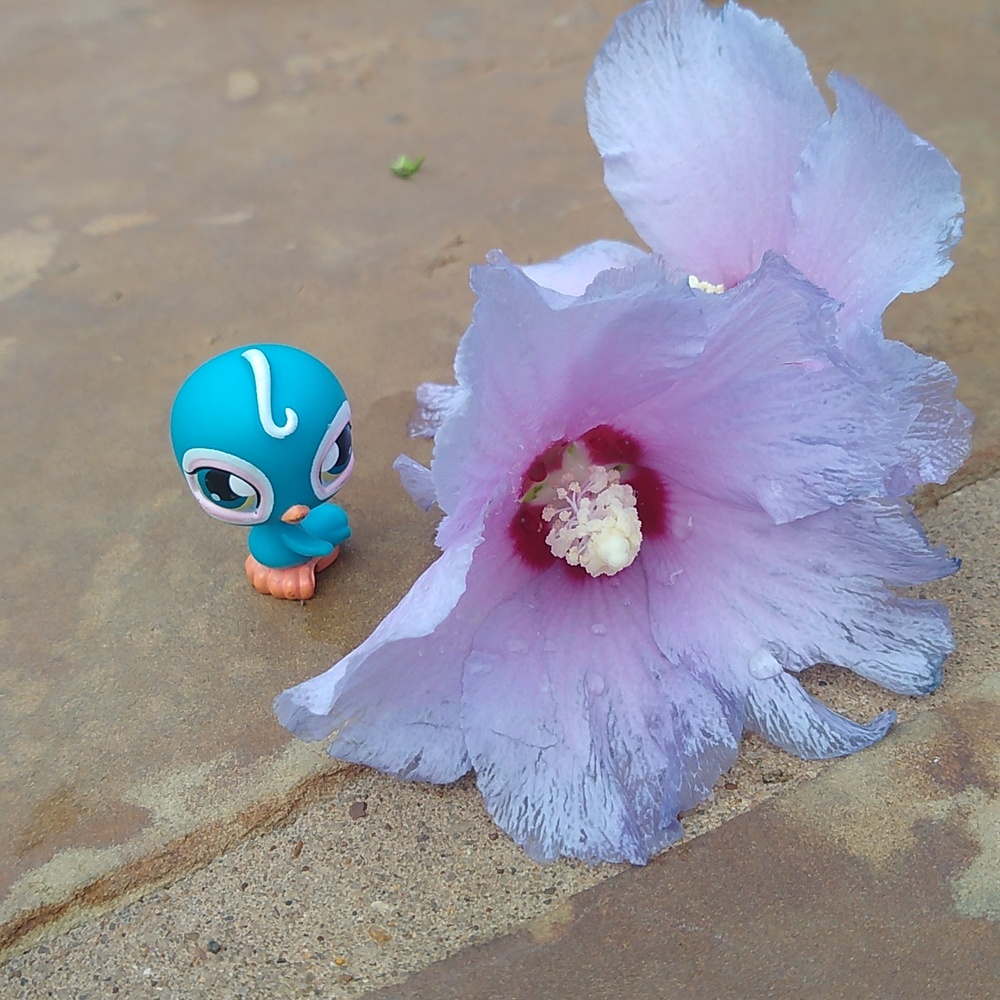 Littlest Pet Shop Bird #43